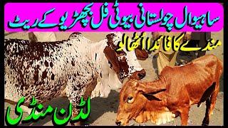 Sahiwal Chwlistani Bachrian Market Latest Update / Sasti Bachrian / Luddan Mandi.PK