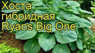 Хоста гибридная Рьянс Биг Ван. Краткий обзор, описание характеристик hosta hybrida Ryans Big One