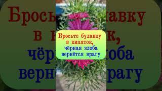 Бросьте булавку в кипяток, чёрная злоба вернётся врагу