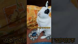 Rabbit #shorts #trending #viral