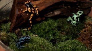 5 Cool Facts about Poison Dart Frogs | Pet Reptiles