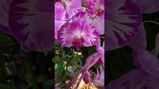 Phalaenopsis orchids growing outdoor