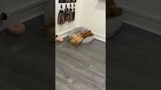 SALON DOG - Coco the Pom 