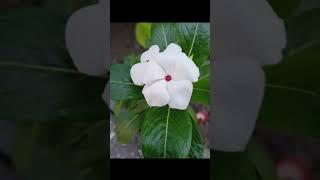 flowers . ## shreya.   # Art gallery