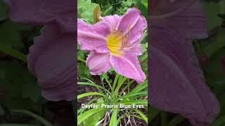 Daylily: Prairie Blue Eyes. #hemerocallis #daylily #flowers #perennial #flower #perennialflowers