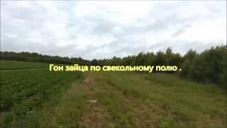 Гон зайца по свекольному полю -русская гончая Баян дата рожд. 20.06.14 г.   вл. Шамгин А.Ю.