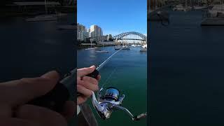 Sydney Harbour Mac Tuna run  #fishing #fishingaustralia #sydney #sydneyfishing #tuna