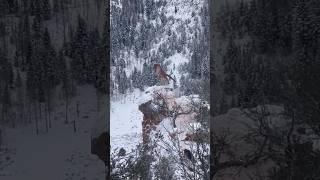 Epic Mountain Lion Hunting