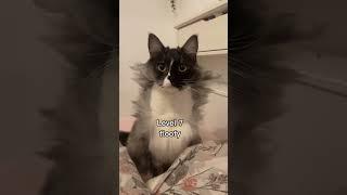 Cats Gettibg Floofier || #cat #fluffy #cute