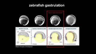 Cell and Tissue Mechanics during Zebrafish Gastrulation - 1