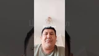 Шал келе ме?