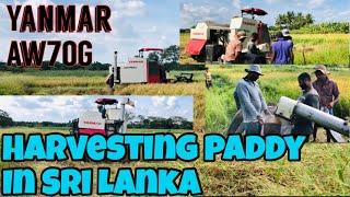 Amazing harvester in Sri Lanka | how to harvest paddy| harvesting paddy in Sri Lankan village