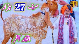 13-10-2024 Sunday offer makhi cheeni praignet goats at bismillah goat farm goat farming in pakistan