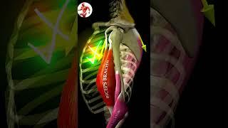 Gym pro exercise️‍️ #fitness#fitnesslife#youtube #gym ##1million @Vj-fitness-ni5hy #viralvideo