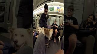 Train interactions with my dog!! #youtubeshorts #shorts #viral #fyp #duet #tfl #london #viola