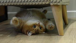 Under the chair