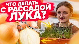 РАССАДА ЛУКА ВЫРОСЛА. Что делать дальше? Эксибишн из семян