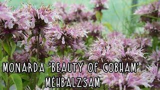 Monarda 'Beauty of Cobham' - Méhbalzsam