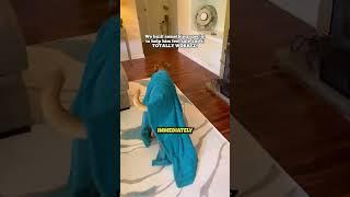 Dog Get's His Own Room ️
