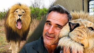 Why Rescued Lion Brothers FIGHT? | The Lion Whisperer