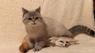 Fennec Fox And Cat Are Best Of Friends