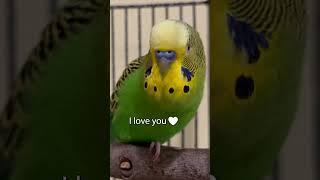 I Love You! - Boba the Budgie - Talking Parakeet