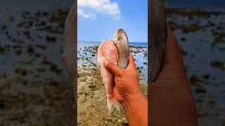 Found dead redfish and selarfish on the beach #shorts #shortvideo #viralshorts