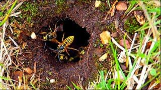 Wiping out a plague of wasp nests around the house