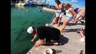 Islamorada: Feeding tarpon at Robbie’s, Florida keys