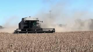 Gleaner R62 harvesting soybeans at Stroda Farms near Hope, Kansas, in 2024