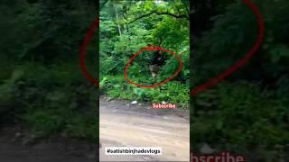 lion Real Awaaz#lion  Sher Ki Awaaz Jungle Mein Mil Gaya Sher @SatishbinjhadeVlogs #bagh #jangal