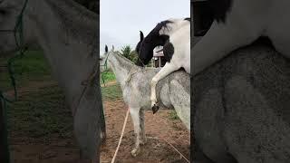 donkey and horse reproduction