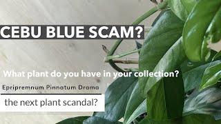 CEBU BLUE Scam? / Do you own Epipremnum pinnatum OR Epipremnum pinnatum Cebu Blue?