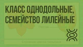 Класс Однодольные, семейство Лилейные. Видеоурок по биологии 6 класс