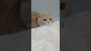 우리 설이(우리집 고양이)가 쳐다보는 이유..ㄷㄷ (실온보관님 음원)