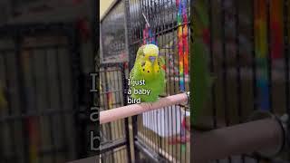 I'm Such a Good Baby! - Boba the Budgie - Talking Parakeet #shorts