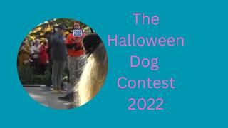 Halloween Dog Parade at Washington Square Park, NYC (2022)