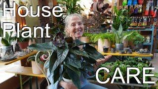   Heavenly House Plants!!  Creating & caring for your indoor jungle! #indoorplants #houseplants