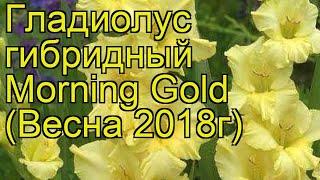 Гладиолус гибридный (Morning Gold). Краткий обзор, описание характеристик, где купить луковицы