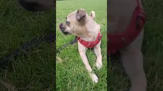 Sammie the dog