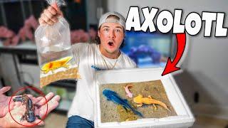 BUYING AXOLOTL OFF THE WEB For My Aquarium...