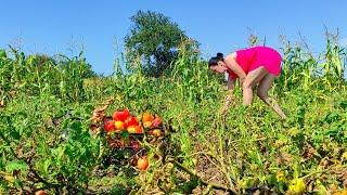 Growing and harvesting tomatoes in your own garden. Hard life in the village