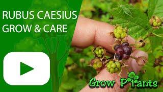 Rubus caesius - grow, care & eat (Dewberry plant)