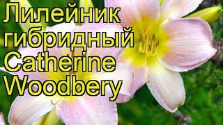 Лилейник гибридный Катерина Вудбери. Краткий обзор, описание hemerocallis Catherine Woodbery