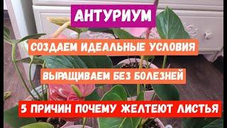 АНТУРИУМ, 5 ПРИЧИН ПОЧЕМУ ЖЕЛТЕЮТ ЛИСТЬЯ У АНТУРИУМА, Создаем Идеальные Условия для Антуриума