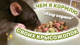 ОБЗОР КОРМОВ И ВКУСНЯШЕК ДЛЯ КРЫС КАКОЙ КОРМ ДЛЯ КРЫС ВЫБРАТЬ