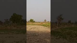 #bollywood #music #song #shortvideo pagal gavani