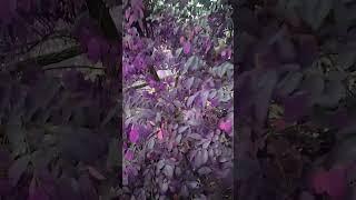 #star fruit tree#YouTube#shorts#viral