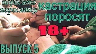 Кастрация поросят. 18+ || Поросята Поросятки