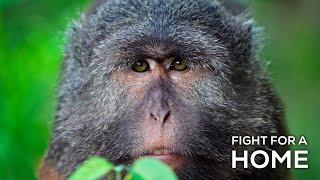 The Nicobar Long-tailed Macaque and its Fight for a Home